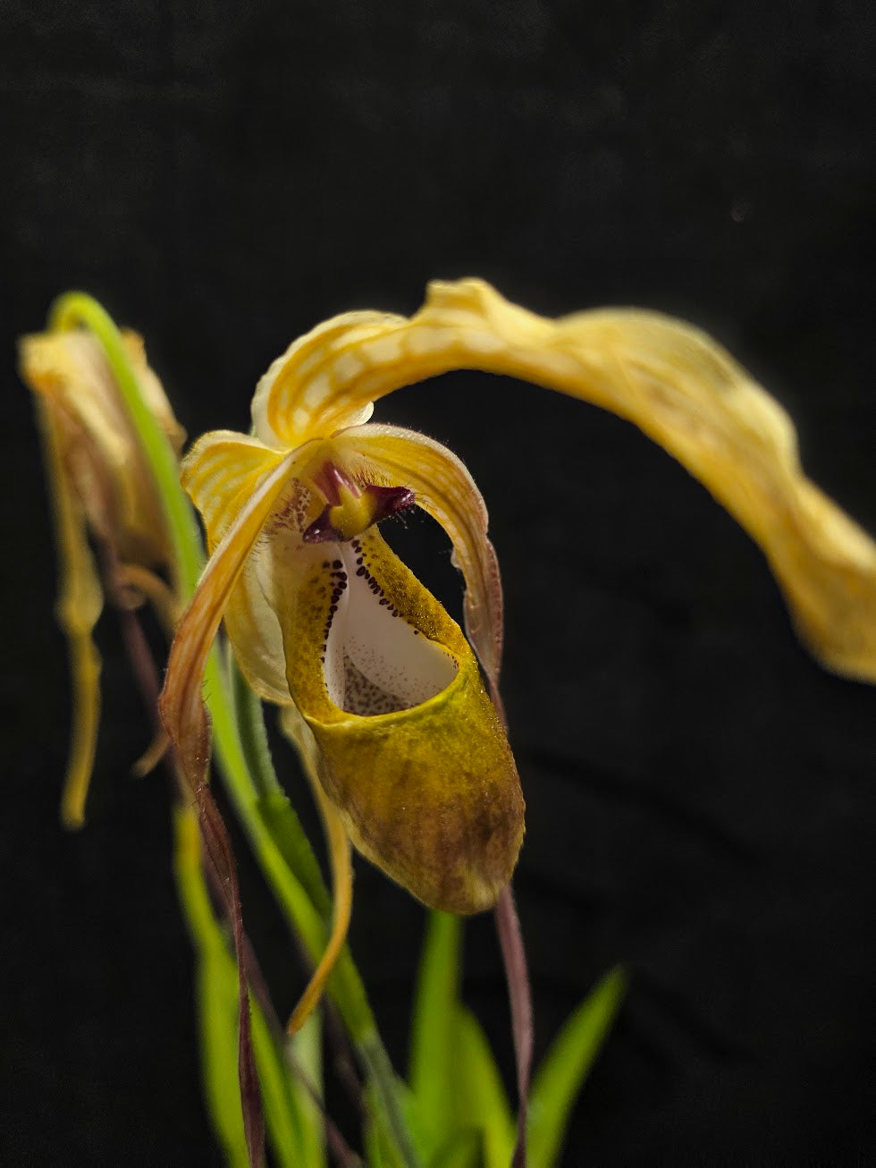 Phragmipedium Majestic Tresses (Fortuna x Giganteaum) Inverse Crossing Hybrid #01