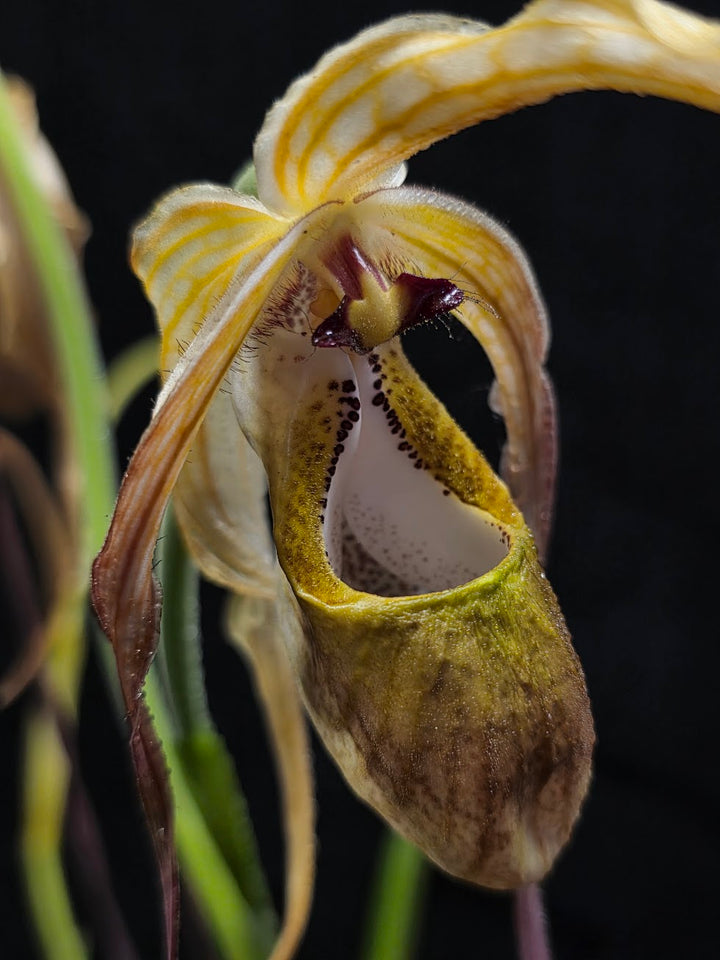 Phragmipedium Majestic Tresses (Fortuna x Giganteaum) Inverse Crossing Hybrid #01