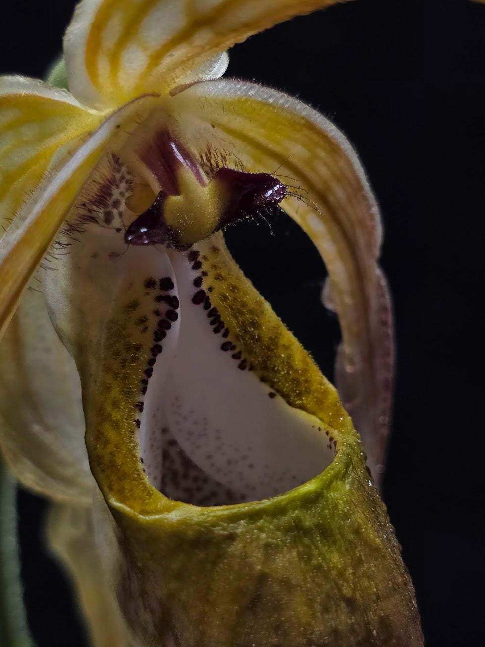 Phragmipedium Majestic Tresses (Fortuna x Giganteaum) Inverse Crossing Hybrid #01