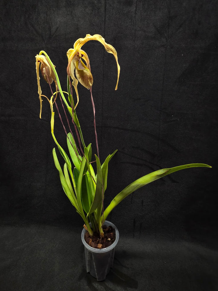 Phragmipedium Majestic Tresses (Fortuna x Giganteaum) Inverse Crossing Hybrid #01