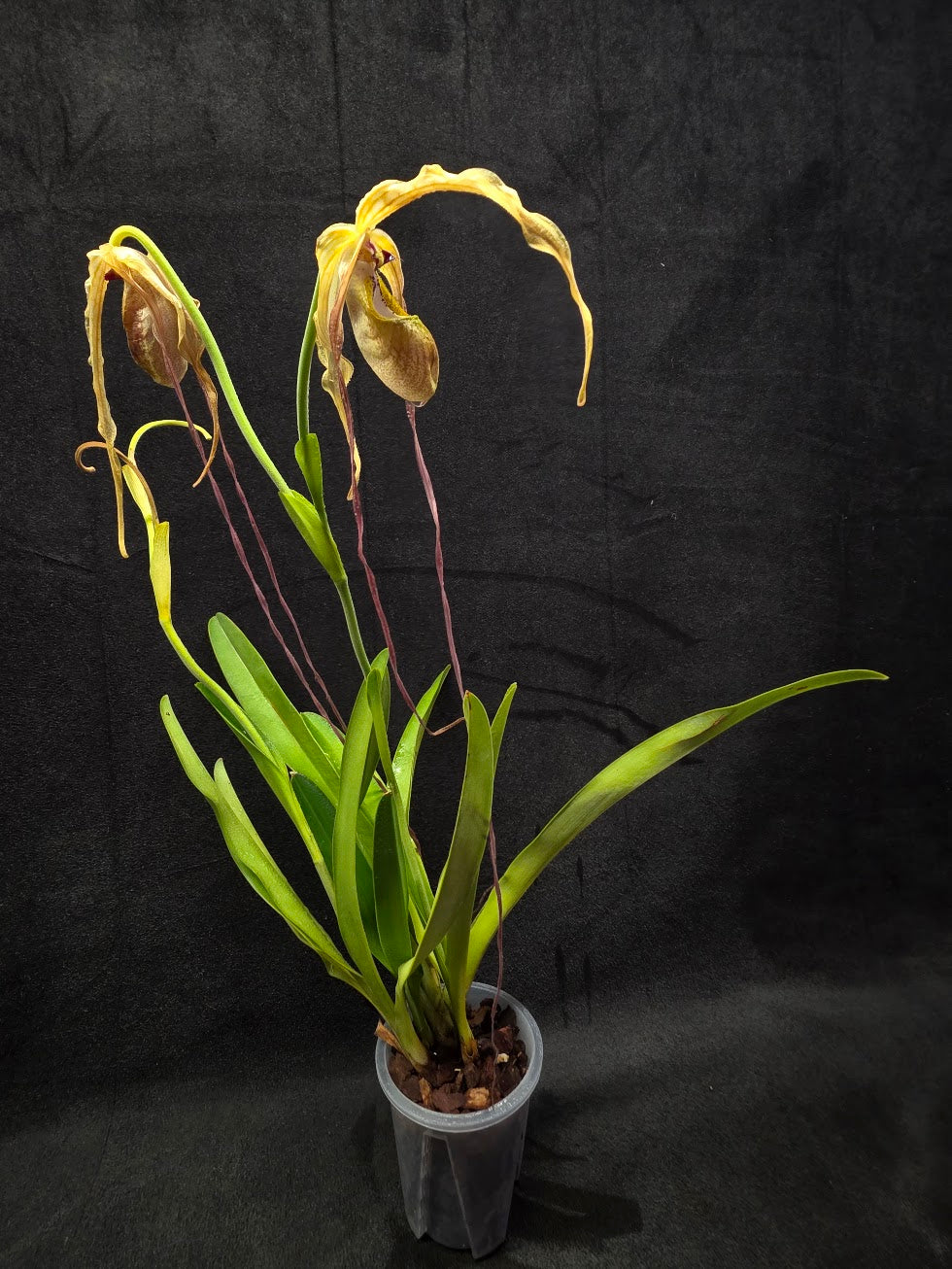 Phragmipedium Majestic Tresses (Fortuna x Giganteaum) Inverse Crossing Hybrid #01