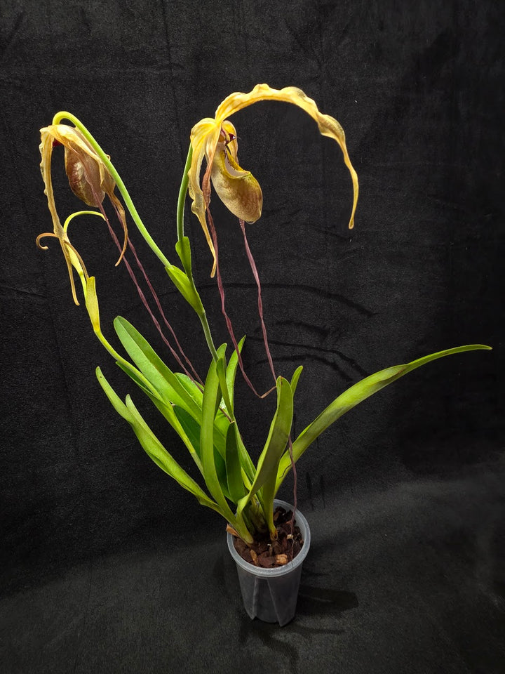 Phragmipedium Majestic Tresses (Fortuna x Giganteaum) Inverse Crossing Hybrid #01