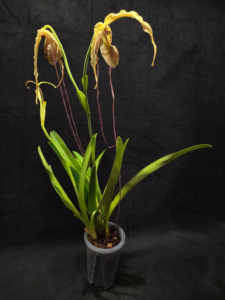 Phragmipedium Majestic Tresses (Fortuna x Giganteaum) Inverse Crossing Hybrid #01