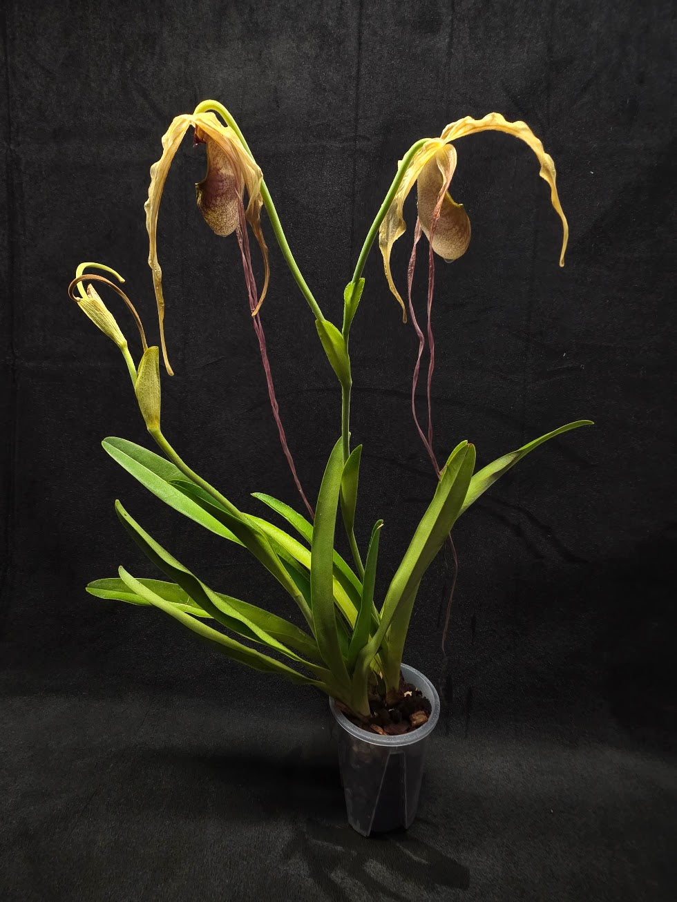 Phragmipedium Majestic Tresses (Fortuna x Giganteaum) Inverse Crossing Hybrid #01