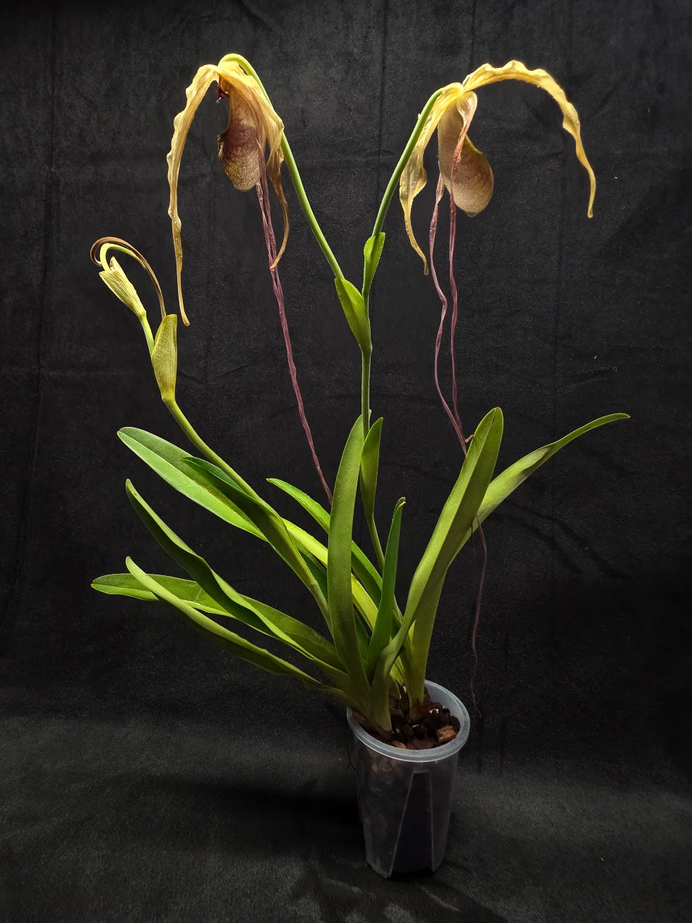 Phragmipedium Majestic Tresses (Fortuna x Giganteaum) Inverse Crossing Hybrid #01