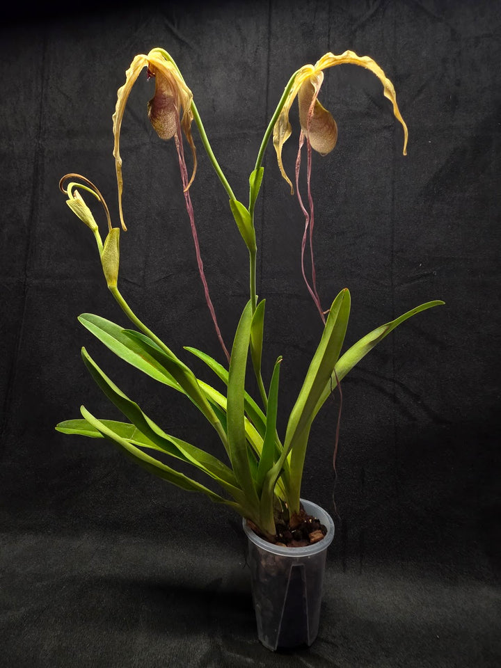 Phragmipedium Majestic Tresses (Fortuna x Giganteaum) Inverse Crossing Hybrid #01