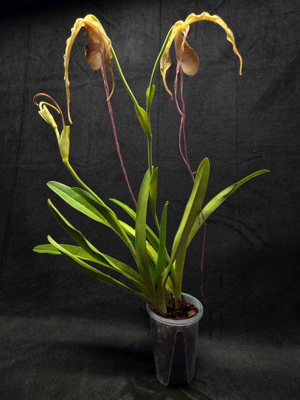 Phragmipedium Majestic Tresses (Fortuna x Giganteaum) Inverse Crossing Hybrid #01
