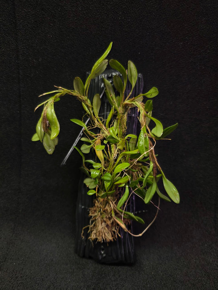 Stelis Hirtzii Mounted #01