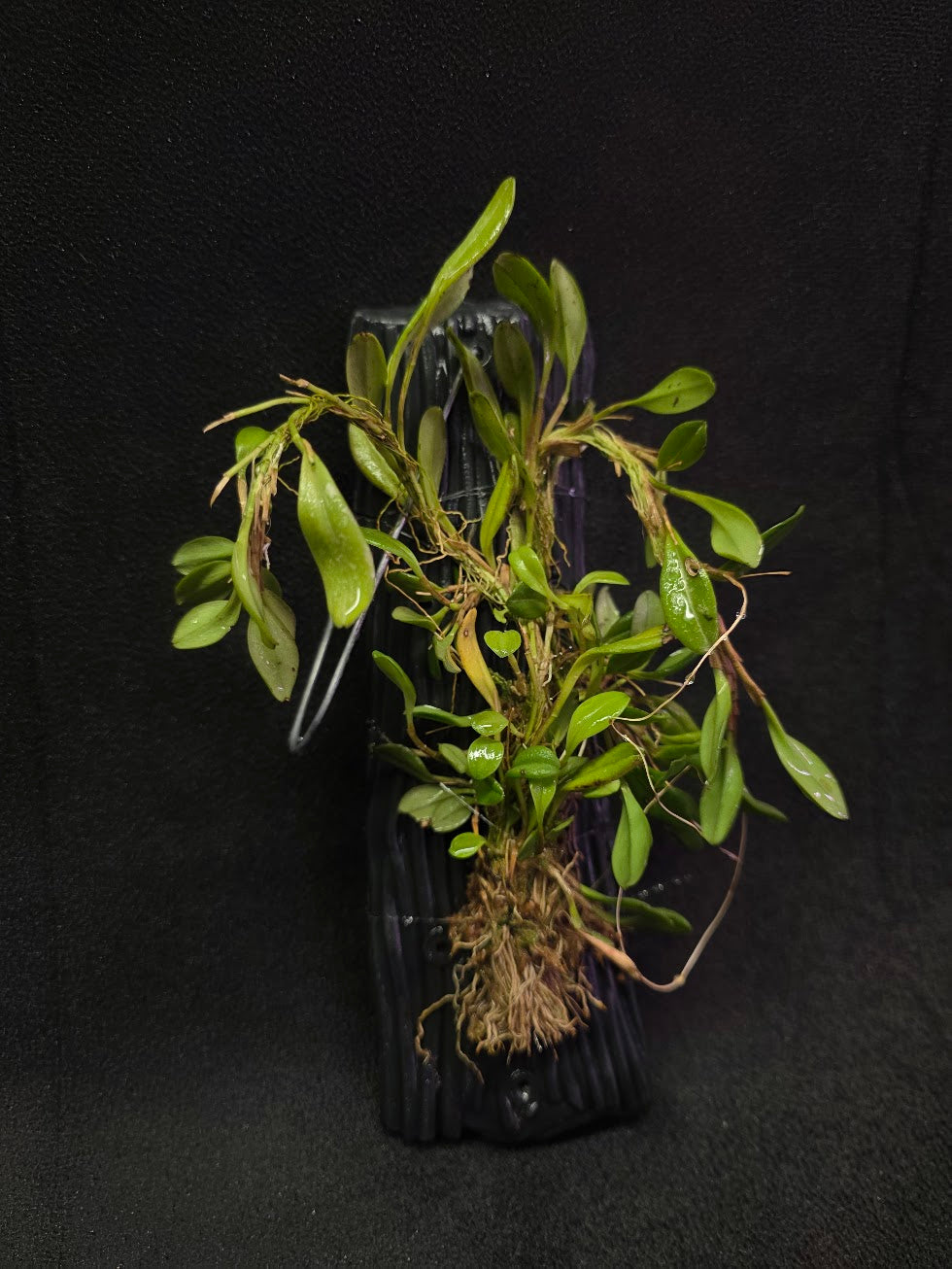 Stelis Hirtzii Mounted #01