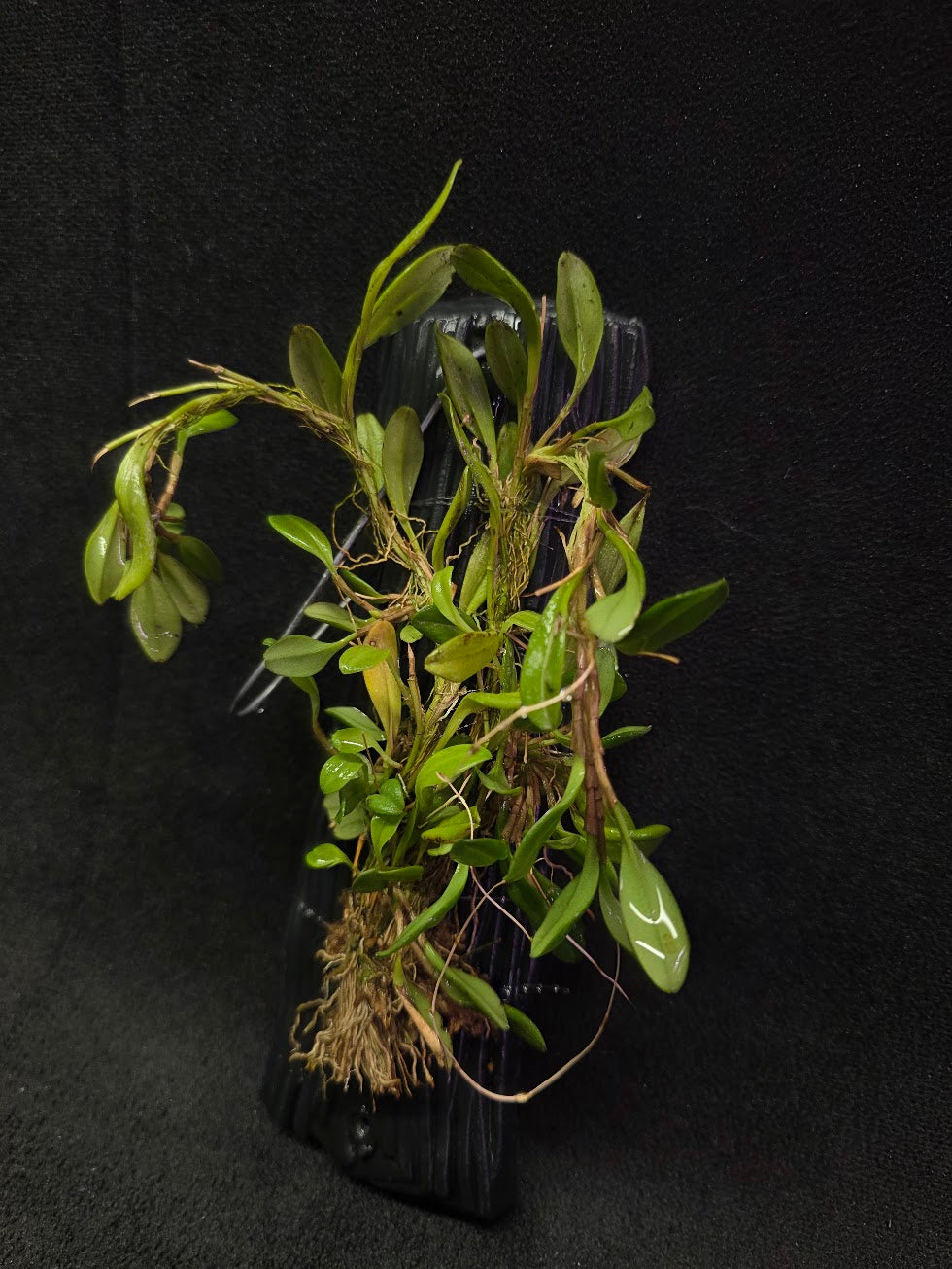 Stelis Hirtzii Mounted #01