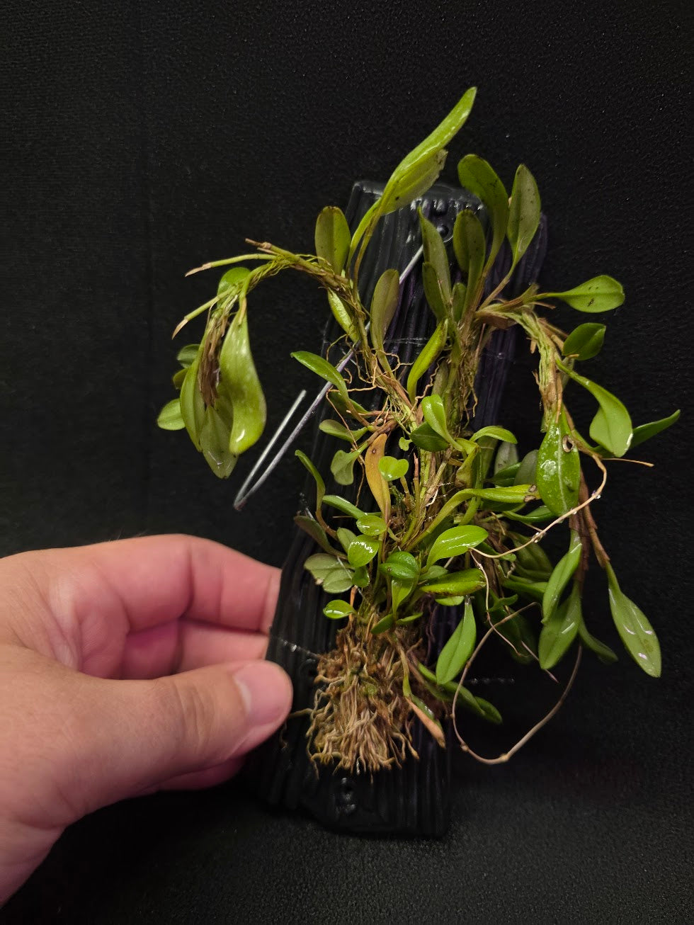 Stelis Hirtzii Mounted #01