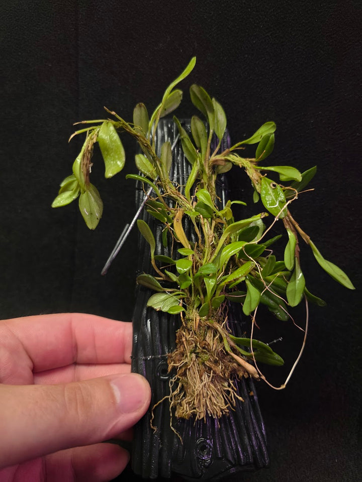 Stelis Hirtzii Mounted #01