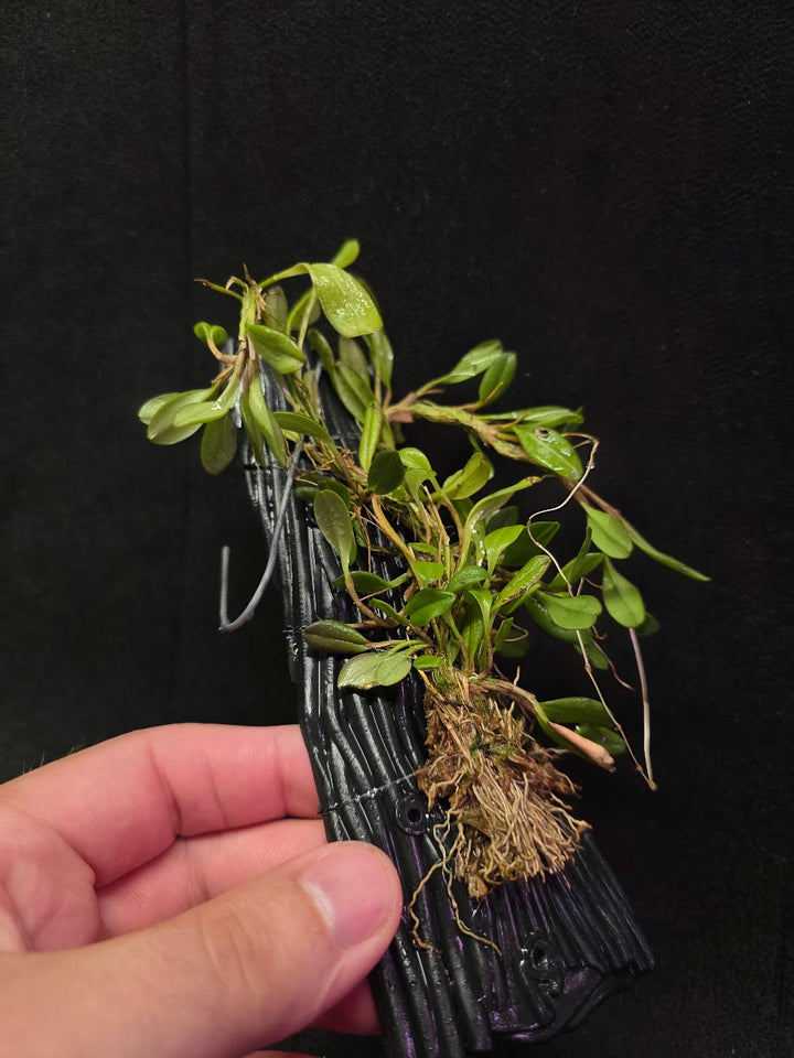 Stelis Hirtzii Mounted #01