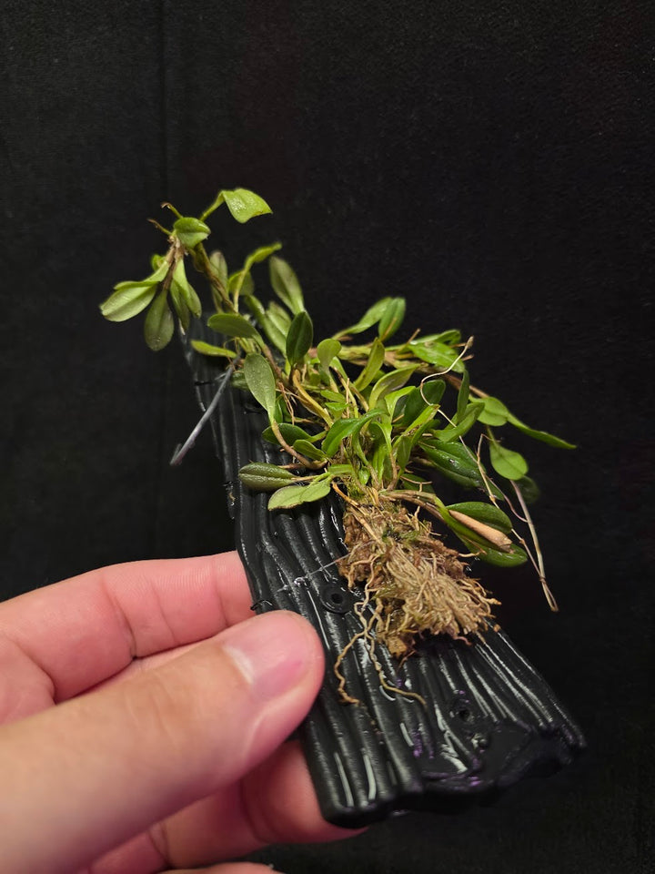 Stelis Hirtzii Mounted #01