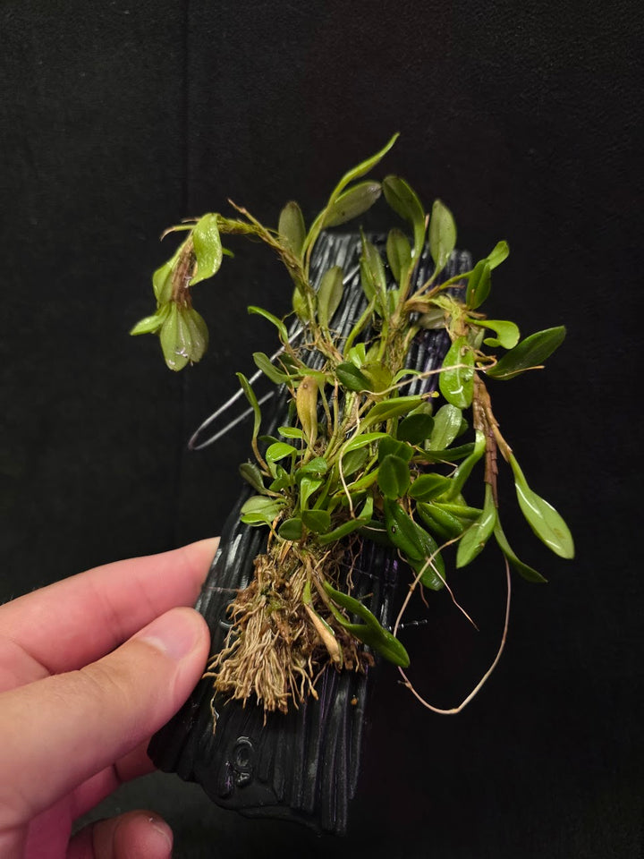 Stelis Hirtzii Mounted #01