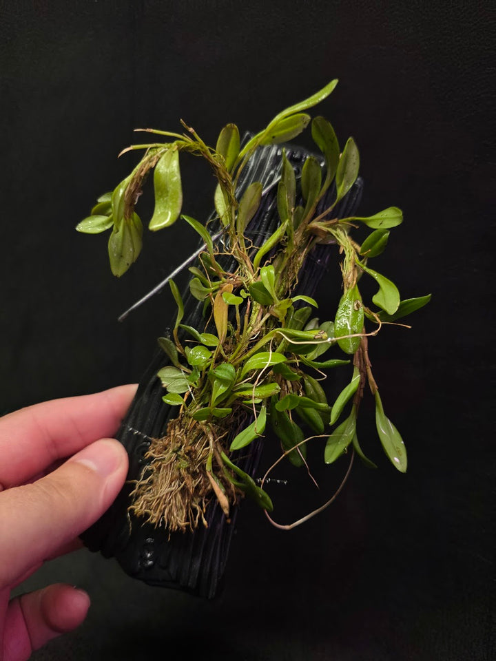 Stelis Hirtzii Mounted #01