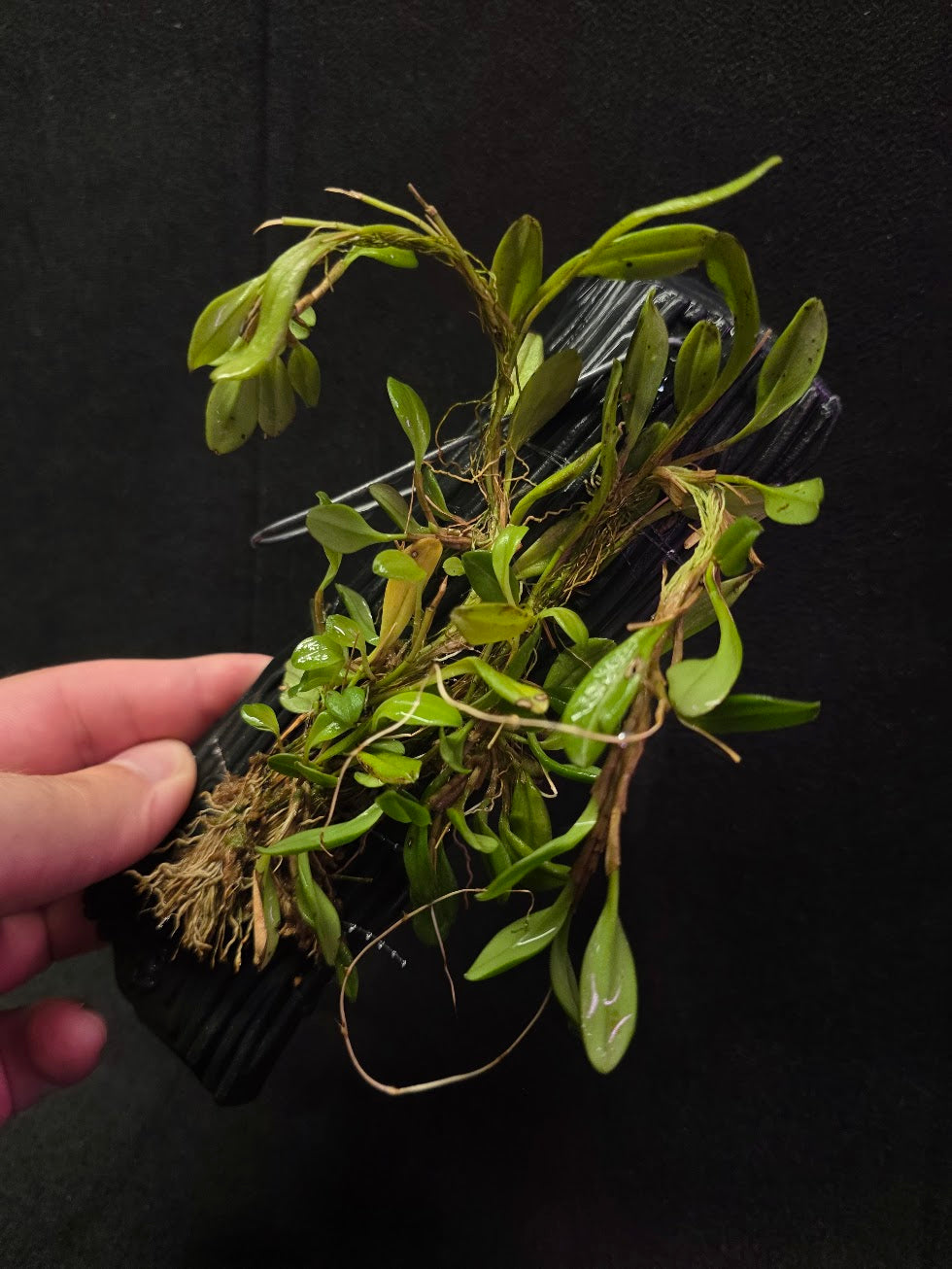 Stelis Hirtzii Mounted #01