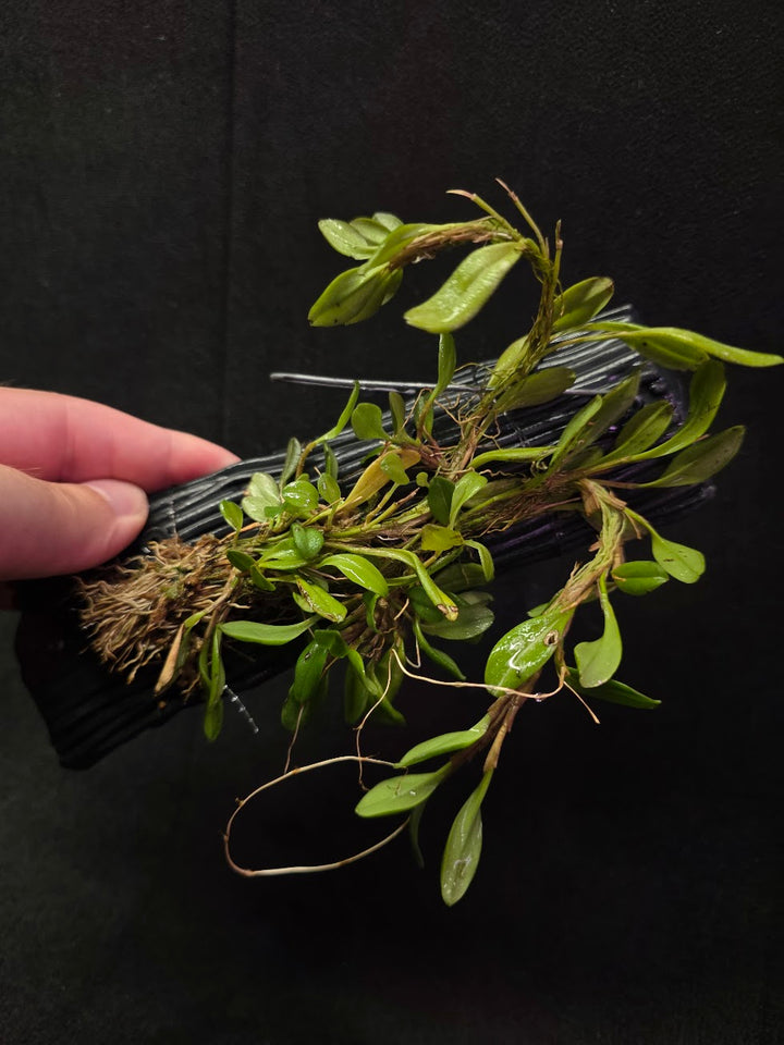 Stelis Hirtzii Mounted #01