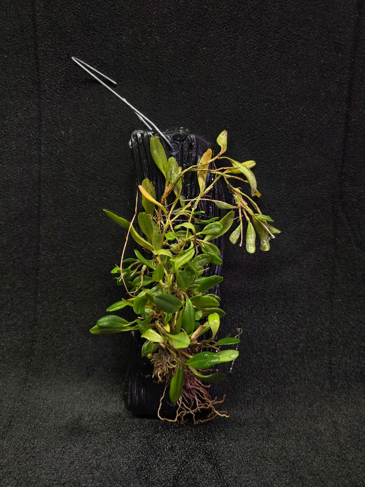Stelis Hirtzii Mounted #02