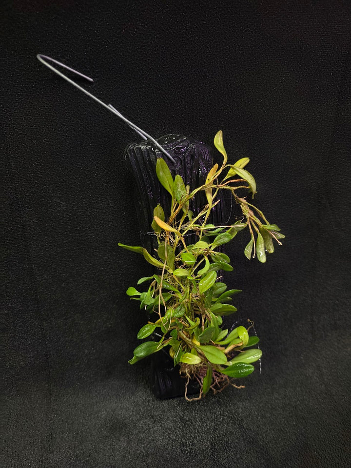 Stelis Hirtzii Mounted #02
