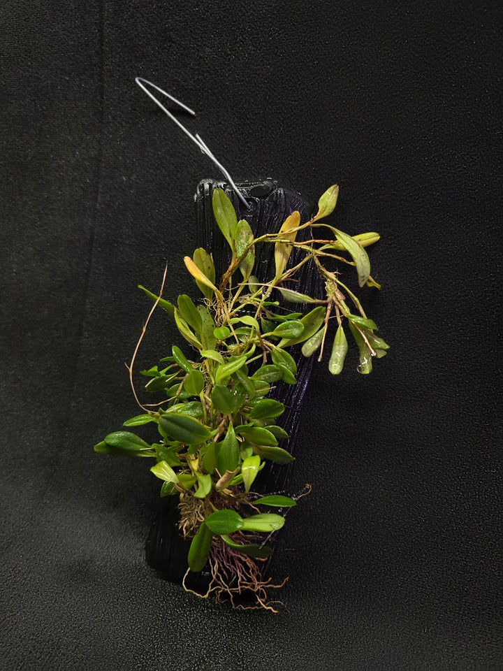 Stelis Hirtzii Mounted #02