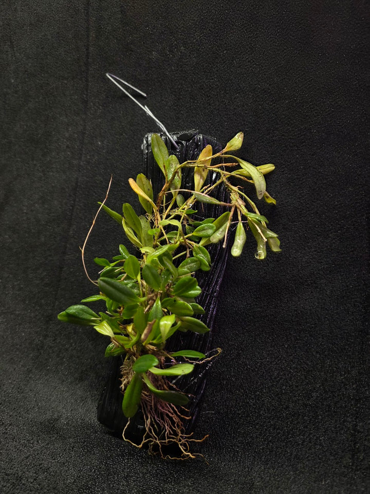 Stelis Hirtzii Mounted #02