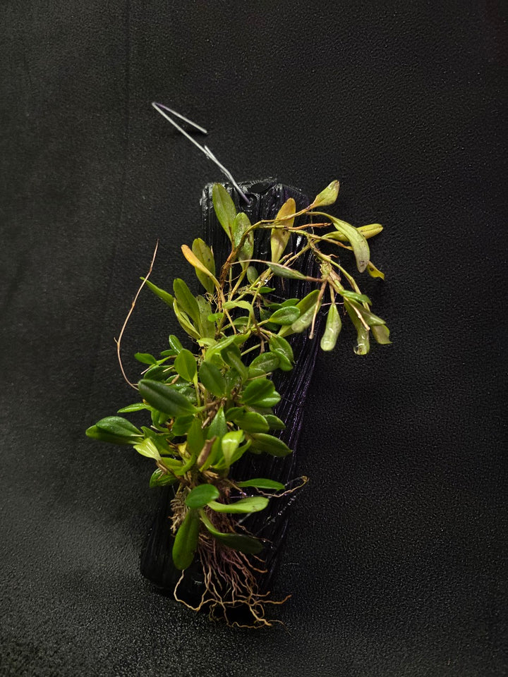 Stelis Hirtzii Mounted #02