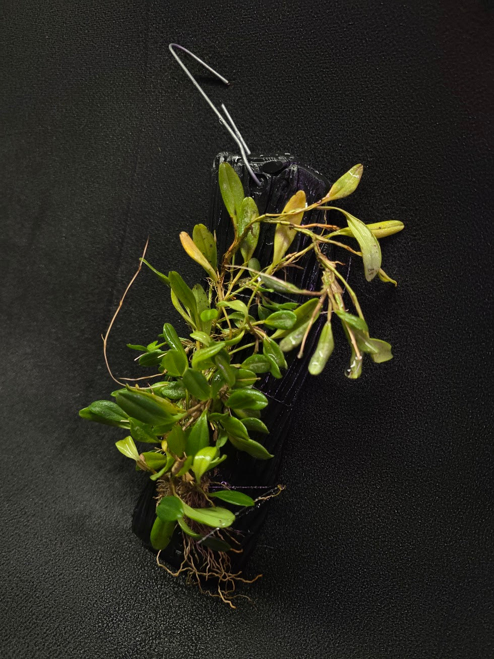 Stelis Hirtzii Mounted #02