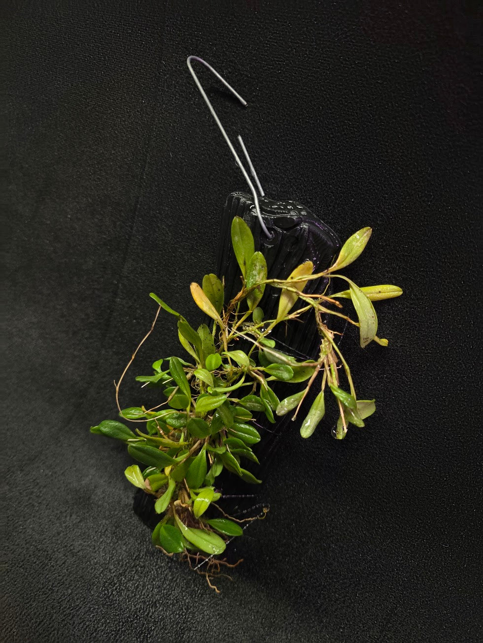 Stelis Hirtzii Mounted #02
