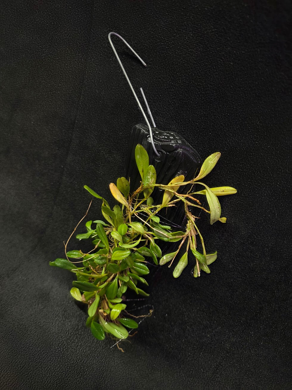 Stelis Hirtzii Mounted #02