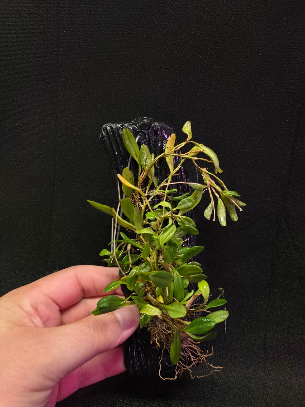 Stelis Hirtzii Mounted #02