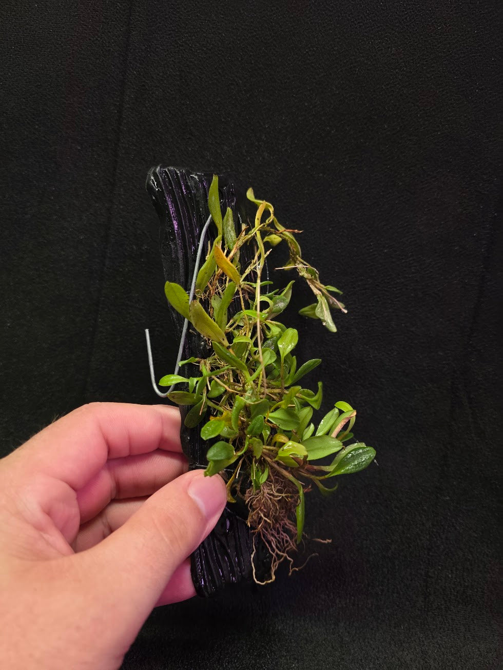Stelis Hirtzii Mounted #02