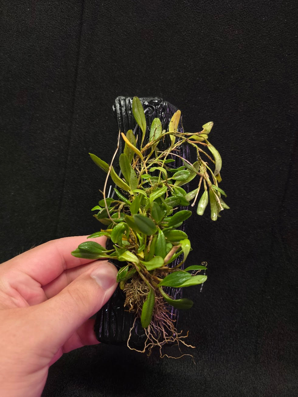 Stelis Hirtzii Mounted #02