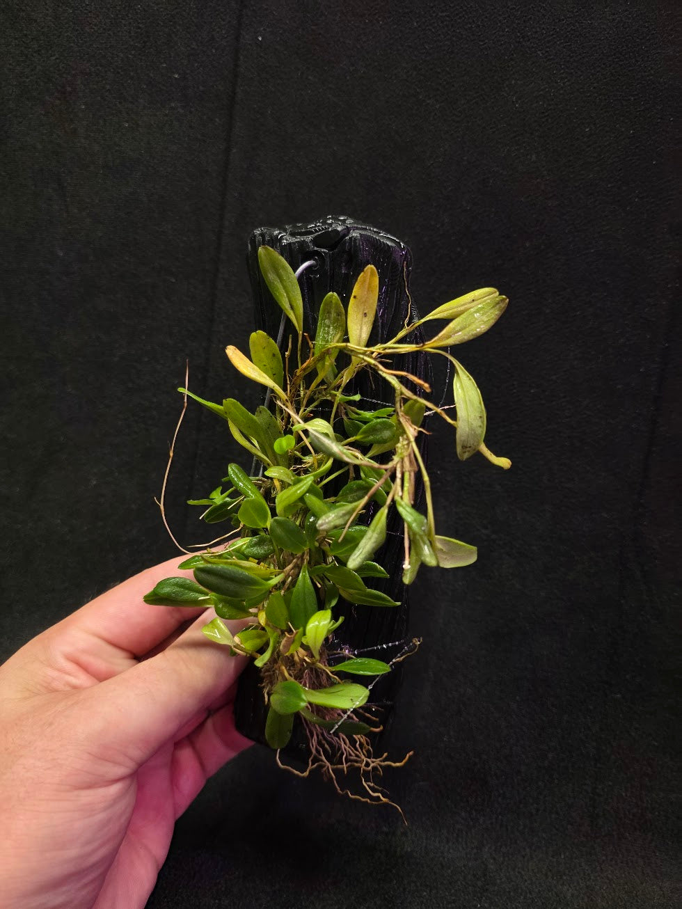 Stelis Hirtzii Mounted #02