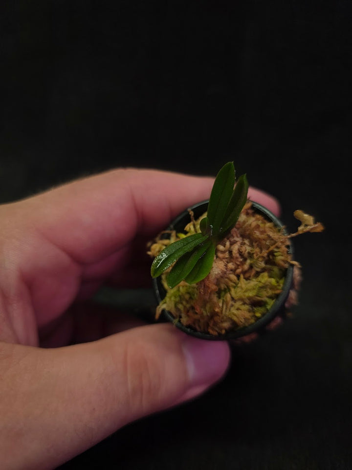 Schoenorchis Tixieri (Miniature Orchid) #02