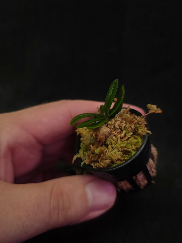 Schoenorchis Tixieri (Miniature Orchid) #02