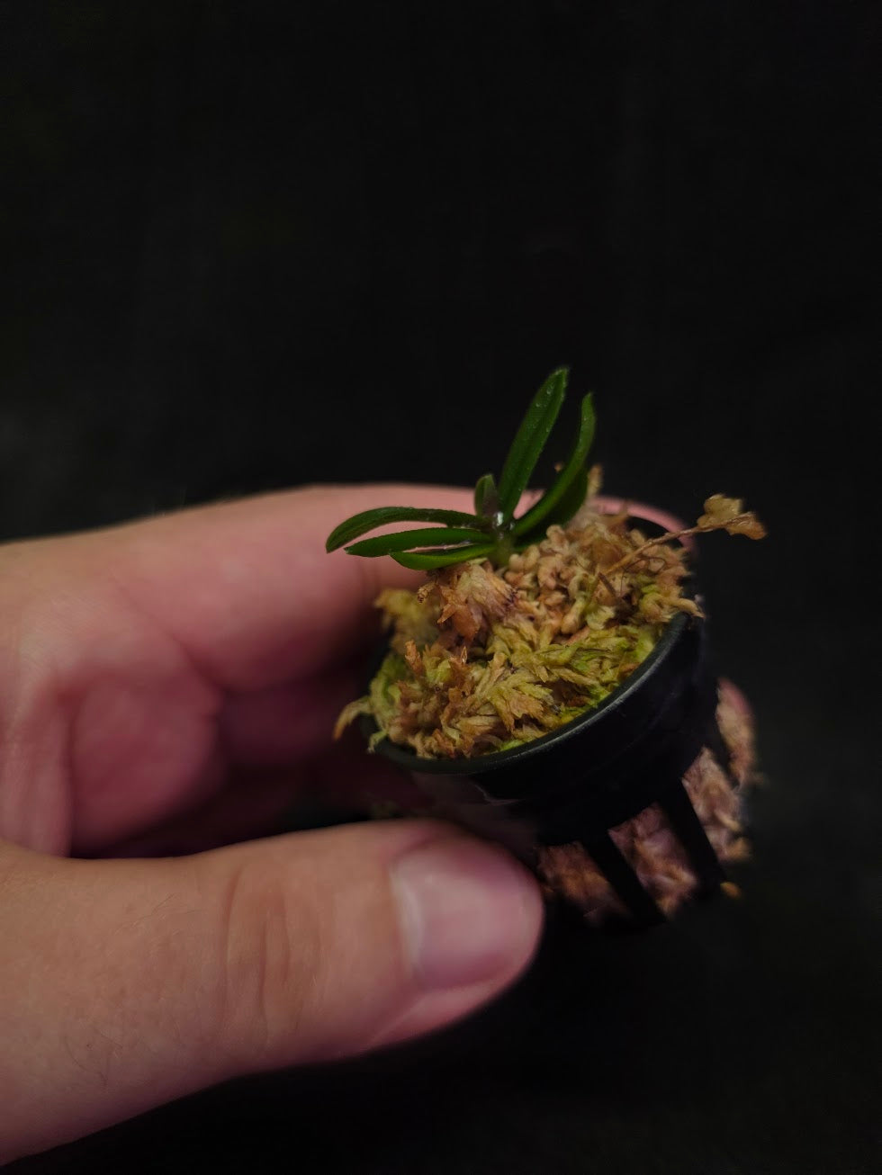 Schoenorchis Tixieri (Miniature Orchid) #02