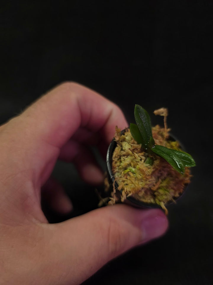 Schoenorchis Tixieri (Miniature Orchid) #02
