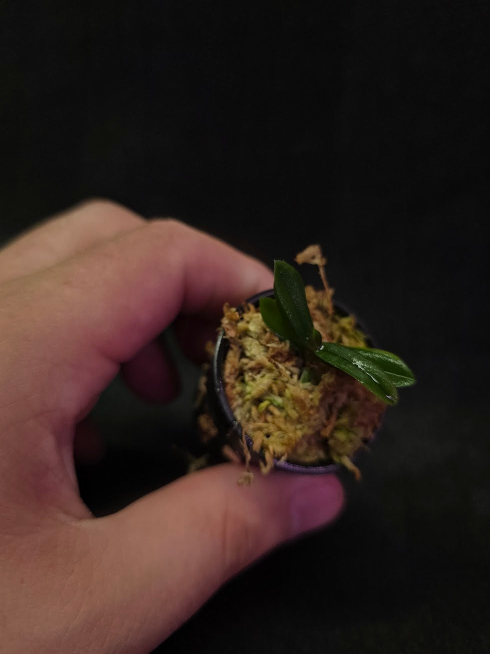 Schoenorchis Tixieri (Miniature Orchid) #02