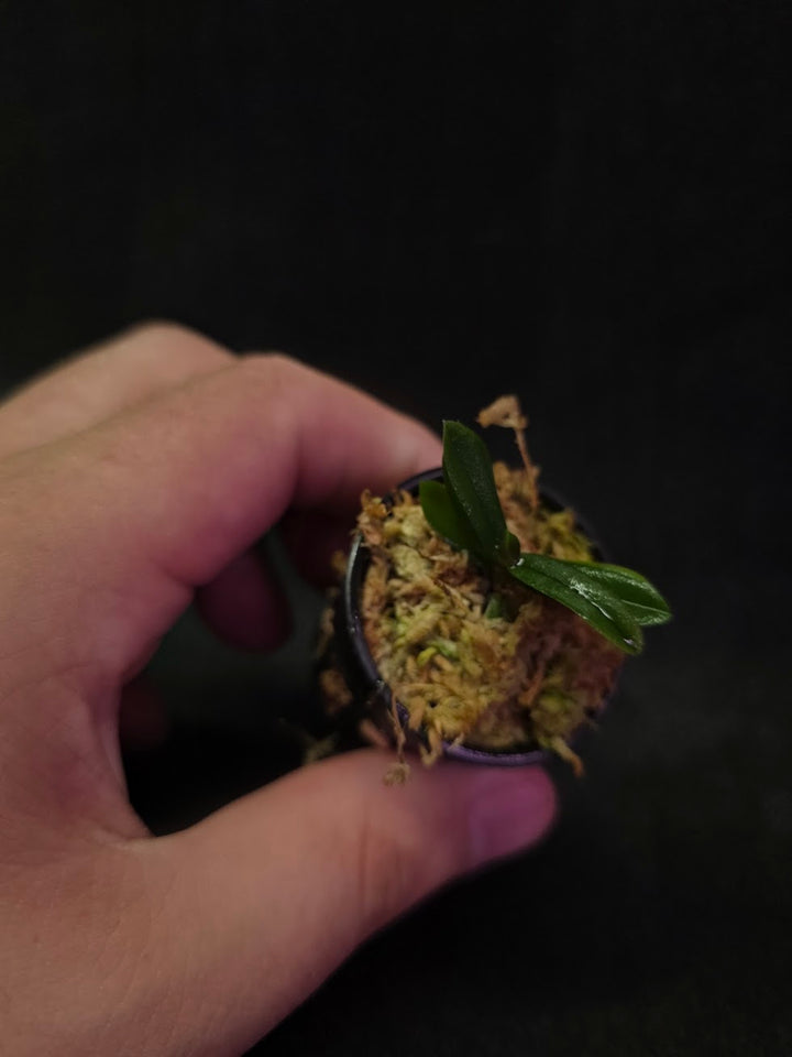 Schoenorchis Tixieri (Miniature Orchid) #02