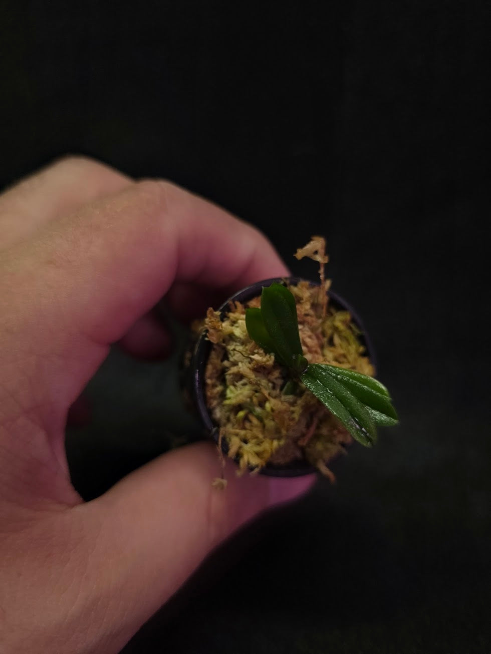 Schoenorchis Tixieri (Miniature Orchid) #02