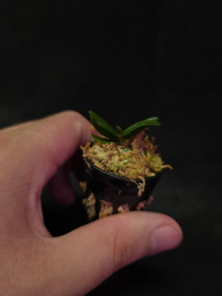 Schoenorchis Tixieri (Miniature Orchid) #02