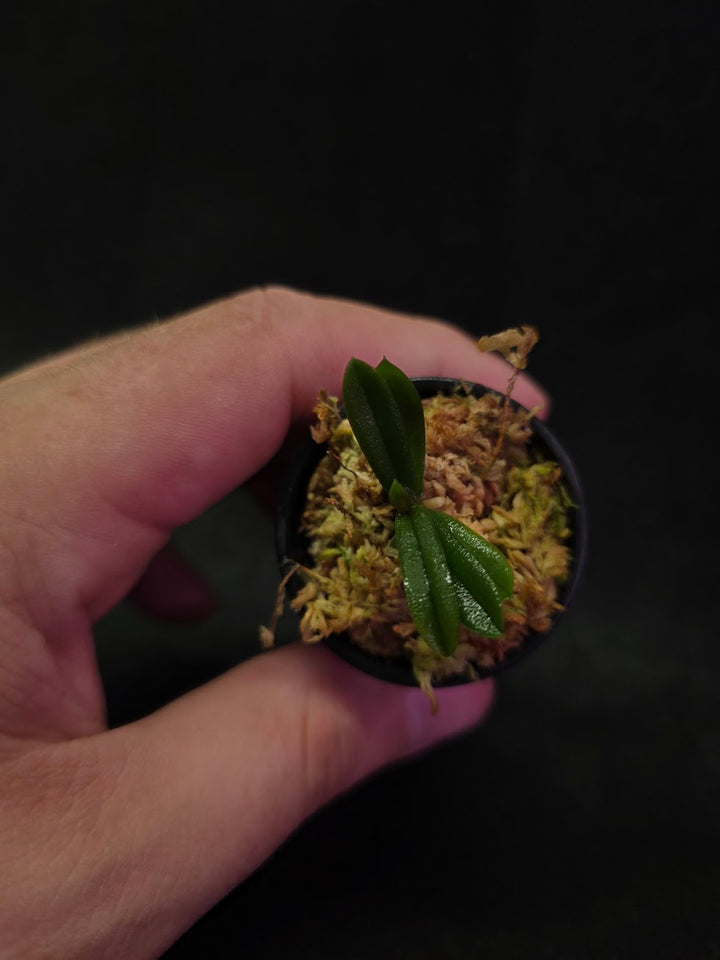 Schoenorchis Tixieri (Miniature Orchid) #02