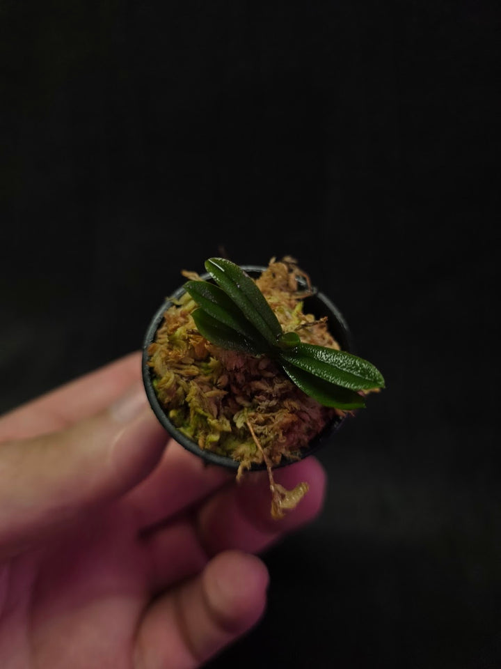 Schoenorchis Tixieri (Miniature Orchid) #02