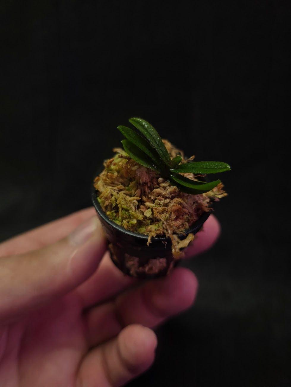 Schoenorchis Tixieri (Miniature Orchid) #02
