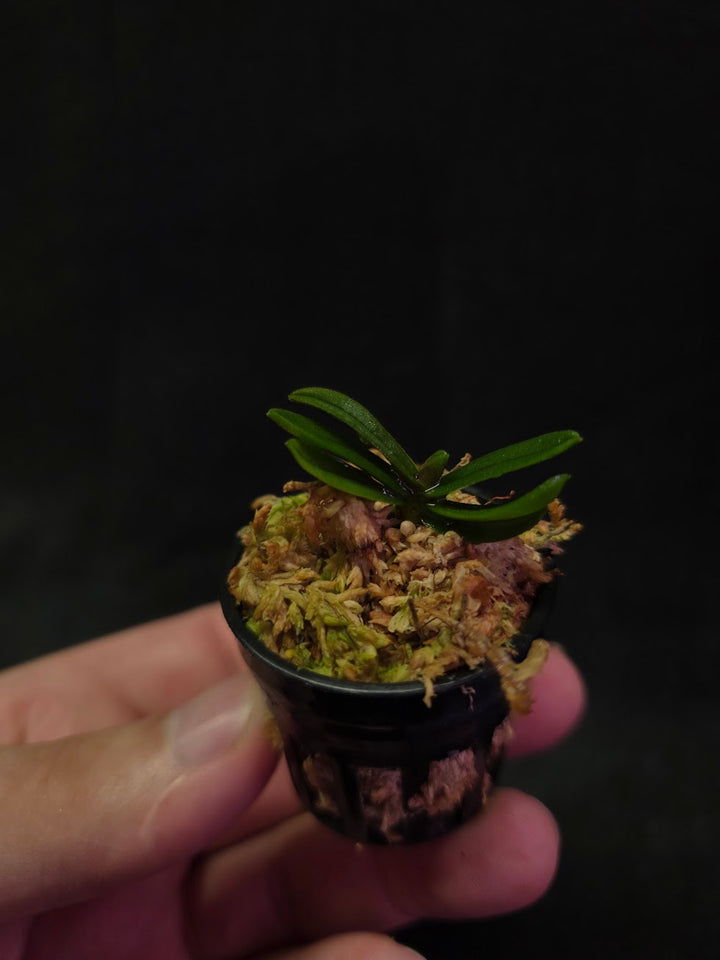 Schoenorchis Tixieri (Miniature Orchid) #02