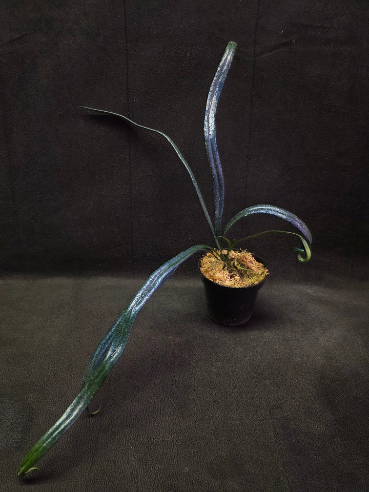 Blue Oil Fern (Microsorum Thilandicum) #01