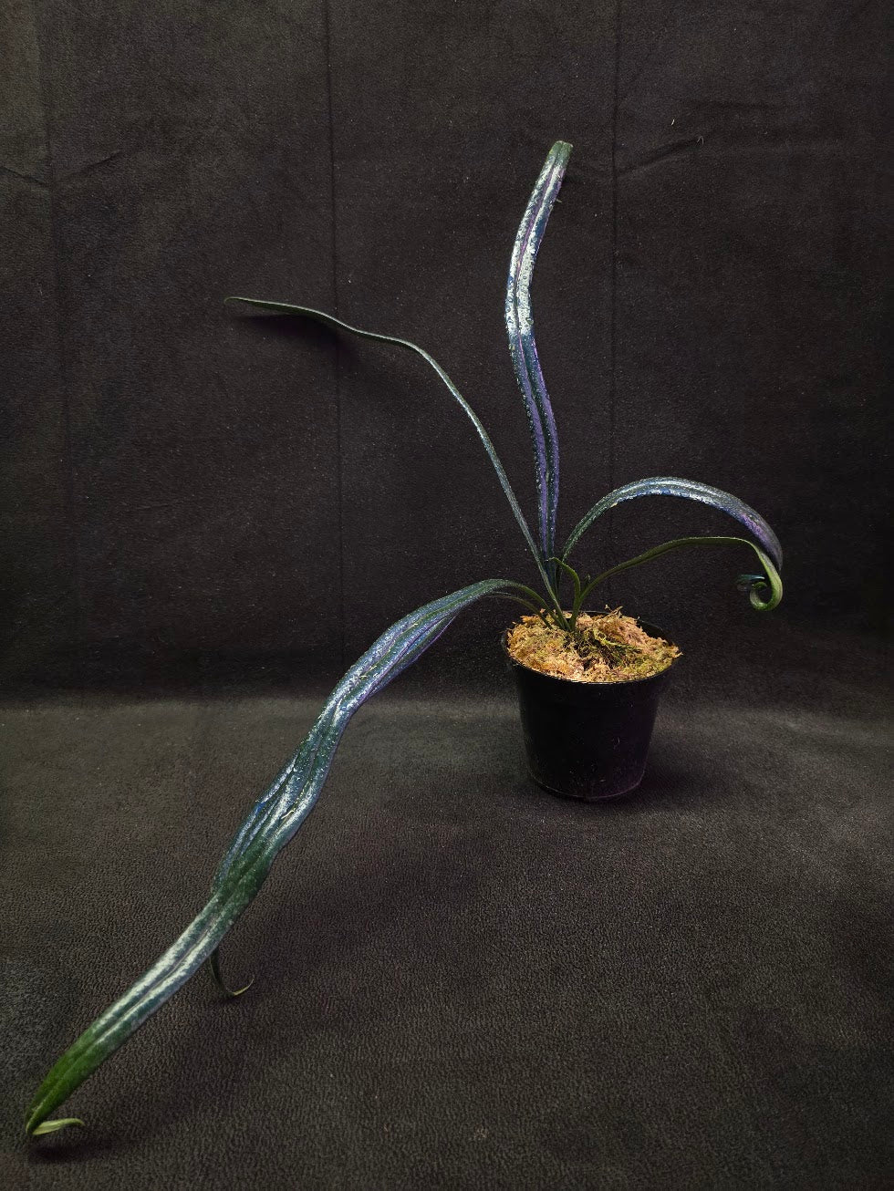 Blue Oil Fern (Microsorum Thilandicum) #01
