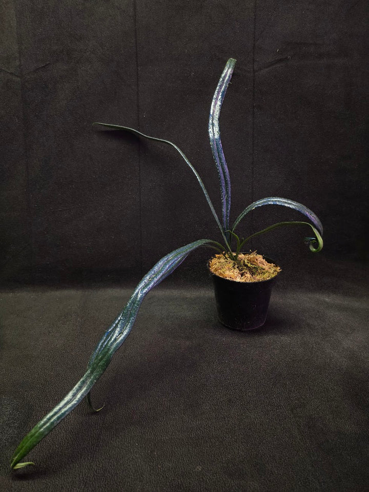 Blue Oil Fern (Microsorum Thilandicum) #01