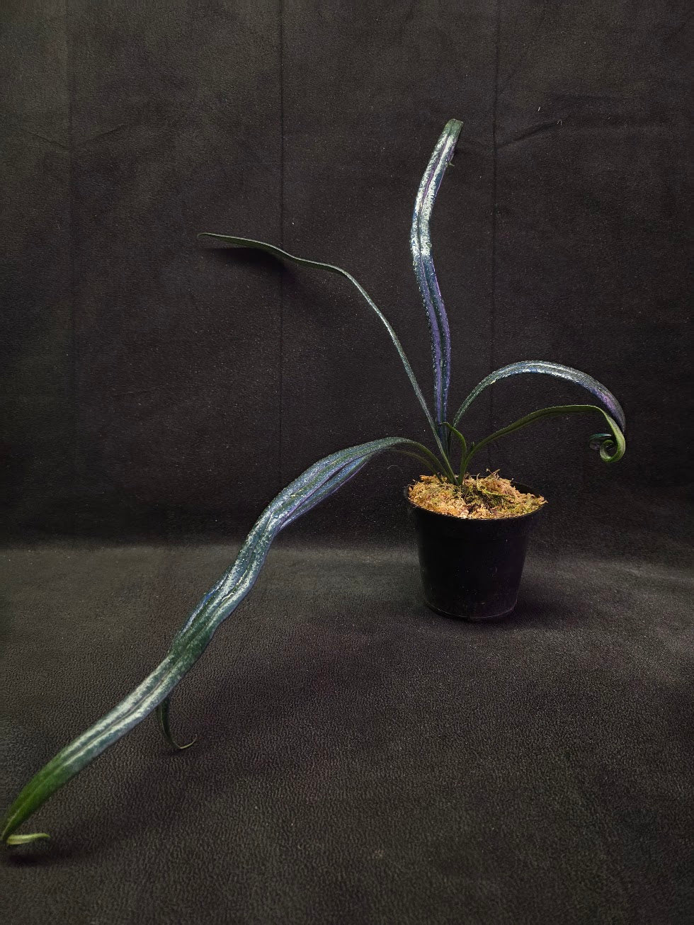 Blue Oil Fern (Microsorum Thilandicum) #01